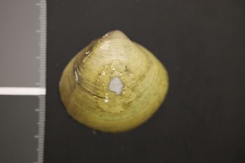 Media type: image;   Malacology 176902 Description: Preserved specimen.;